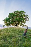 Lonely tree on top of a mountain in soothing (Limburg)
