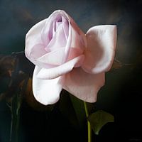 Casplantjes - Pink Rose