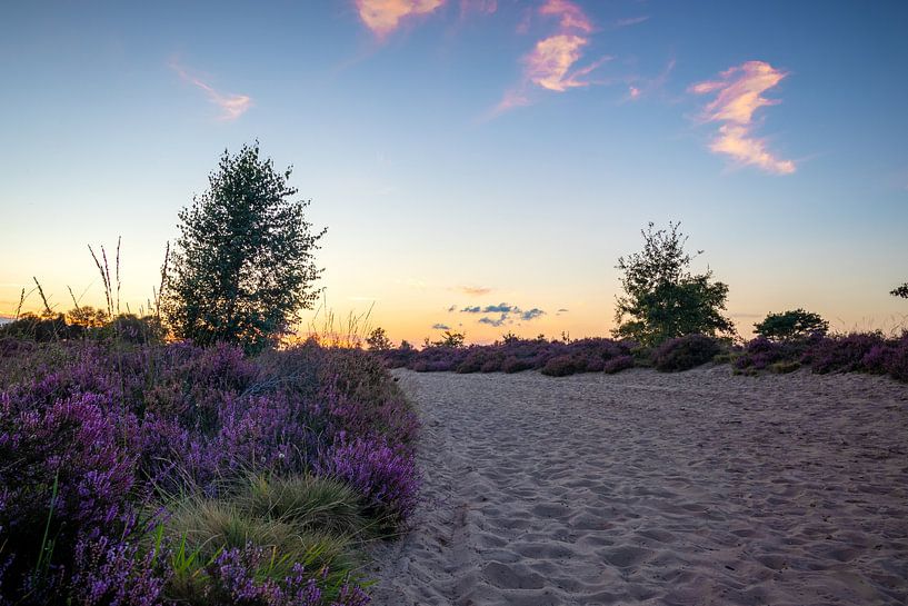 Heide van Johan Mooibroek