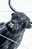 Scottish Highlander Hennie black and white