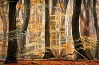 Nous dansons quand personne ne regarde