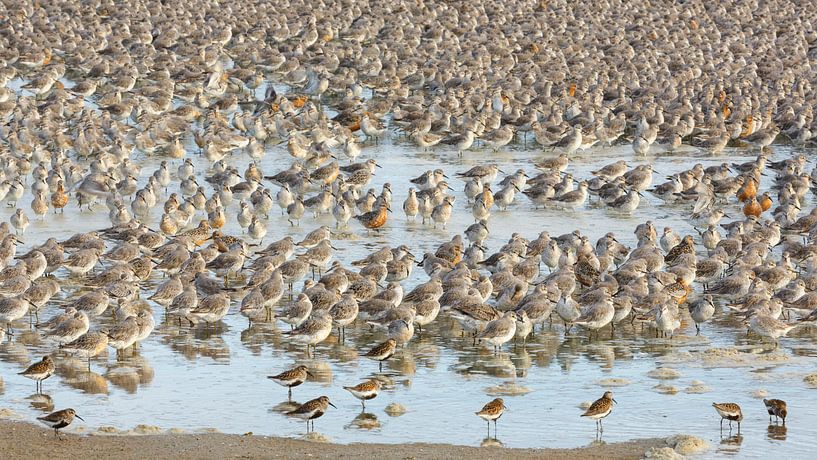 Kanus und farbenfrohe Strandläufer von Anja Brouwer Fotografie