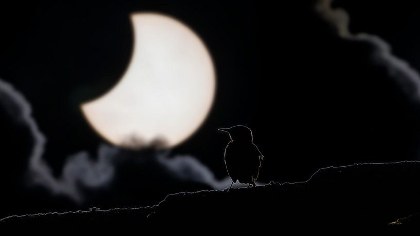 Sonnenfinsternis mit Staren auf dem Dach von Hans Hut