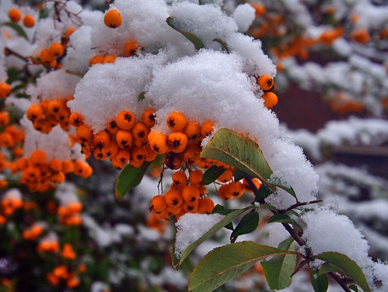 enneigé dans par Edgar Schermaul