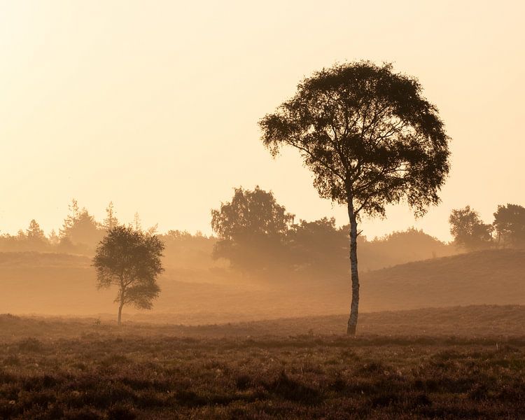 Renderklippen von Jeroen Linnenkamp