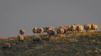 Schapen op dijk
