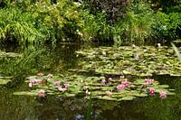 Vijver met waterlelies in de tuin van Monet in Giverney