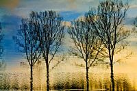 Reflet de quelques arbres dans l'eau