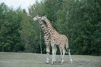 Zwei Giraffen in den Beekse Bergen