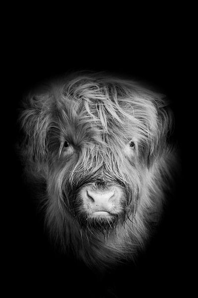 portrait Scottish highlander, higlander cow, black and white photography by M. B. fotografie