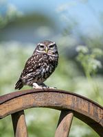 A little owl on an old cartwheel in a meadow among the velvet weeds