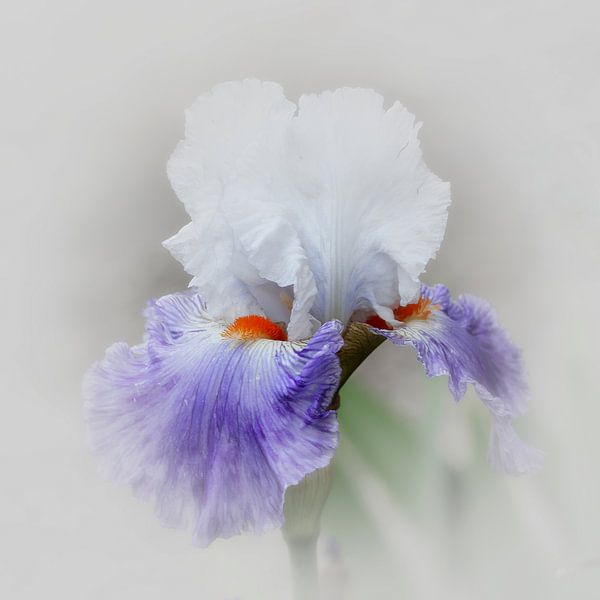 the blue iris by Yvonne Blokland