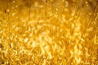 Illuminated Hot Arid Grass