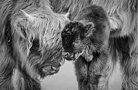 Scottish highlander calf