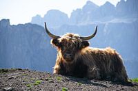 Schottische Highlander in den Dolomiten