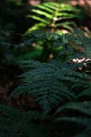 Nach der Dunkelheit kommt das Licht