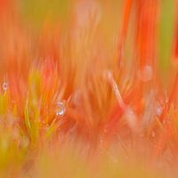 Abstract oranje en groen, met een dauwdruppel