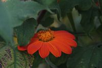 Orange red flower