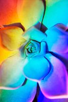 Echeveria mit Prismen-Regenbogen-Effekt