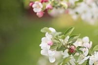 Blüte - "Nur ein Frühlingsschleudern"