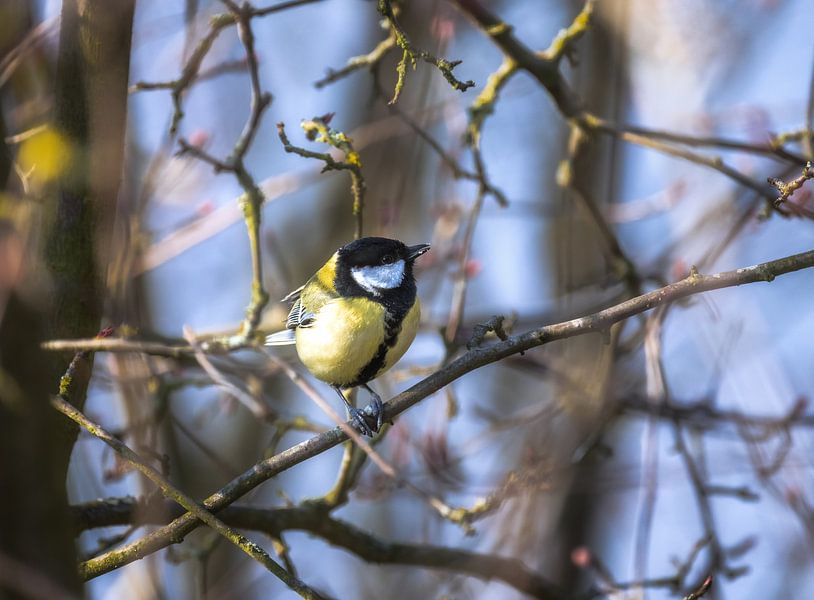 Kohlmeise sitzt im Baum von ManfredFotos