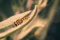 Hoverfly in rest mode