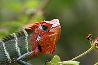 Leguaan Iguana