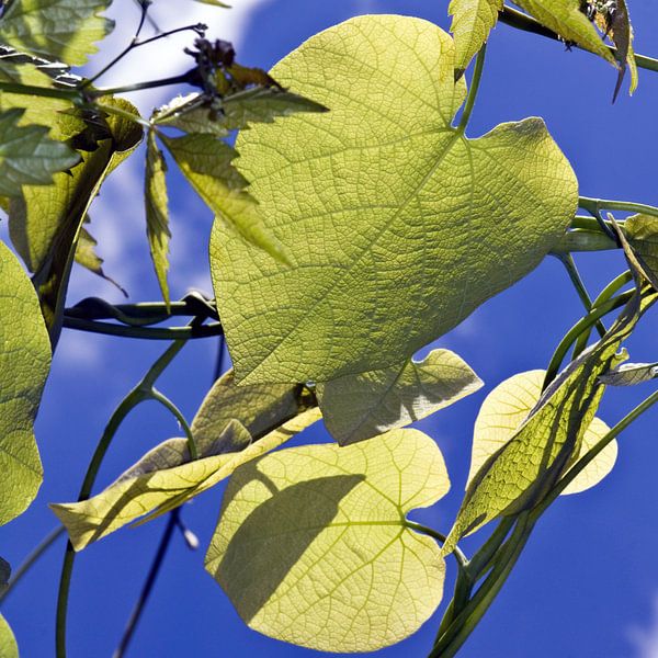 Leuchtende Laubblätter im frühlingshaften Sonnenlicht  von Silva Wischeropp