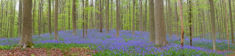 Blauglockenblüten auf dem Waldboden im Frühling von Sjoerd van der Wal Fotografie