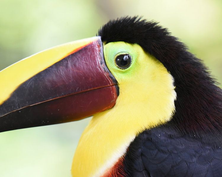 Black-billed toucan, a large toucan species from Central and South America by Rini Kools