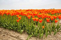 Champ de bulbes en Hollande du Nord avec des tulipes orange.
