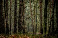 Tief im Wald, stimmungsvolles Licht