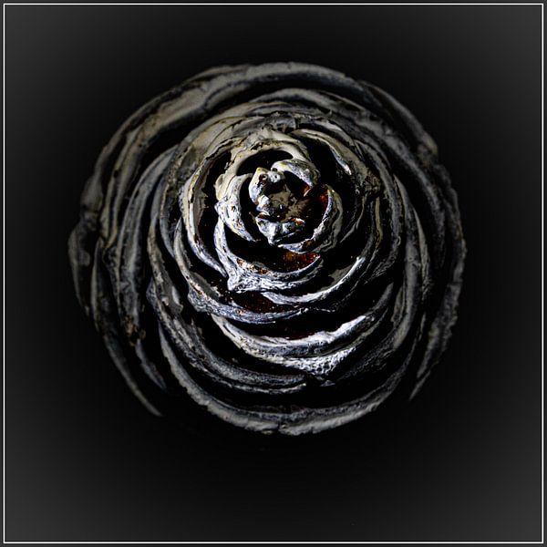 pine cone by Fotokamer