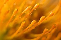 Set fire to the rain