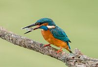 ijsvogel met stekelbaars 