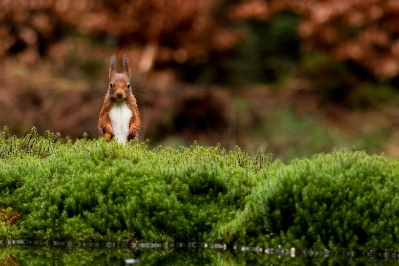 Pris en flagrant délit par Daniëlle Eibrink Jansen