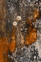 Passion drops Abstraktes Kunstwerk