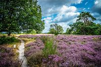 Hoorneborgse heath between Hollandsche Rading and Hilversum