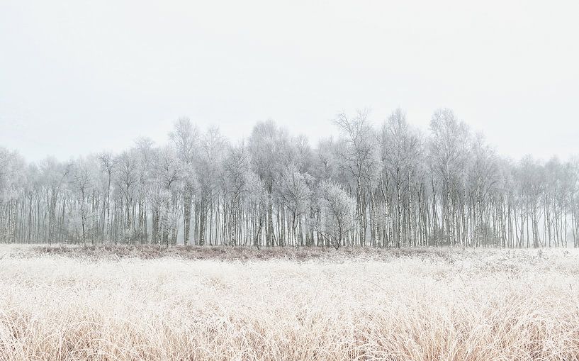 Berken in de rijp by Remco Stunnenberg