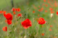 Coquelicots joyeux dans le champ
