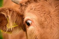 Porträt Kuh "Kieke Boe"