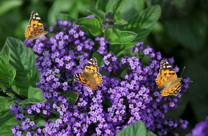 Butterfly par Thomas Jäger