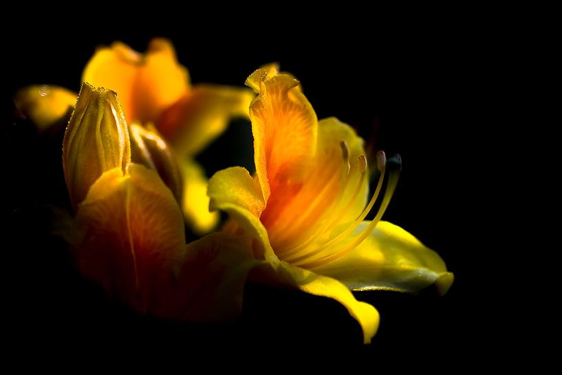 Rhodondendron by Niels Barto