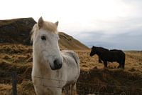 Paarden in Ijsland