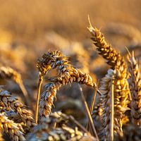 Getreide