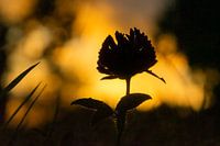 Kleeblume bei Sonnenuntergang