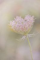 wild carrot in shades of pink and green