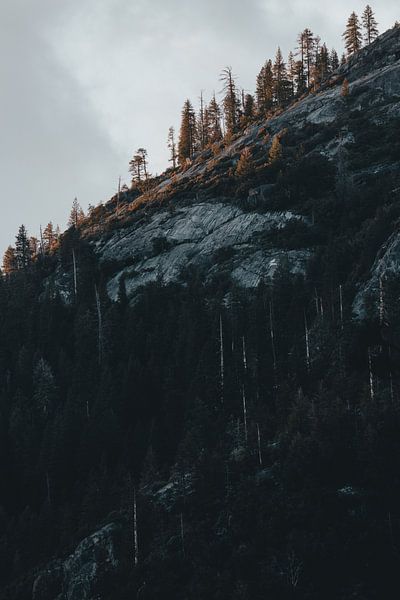 Mountain Trees in Yosemite | travel photo fine-art print by Elise van Gils