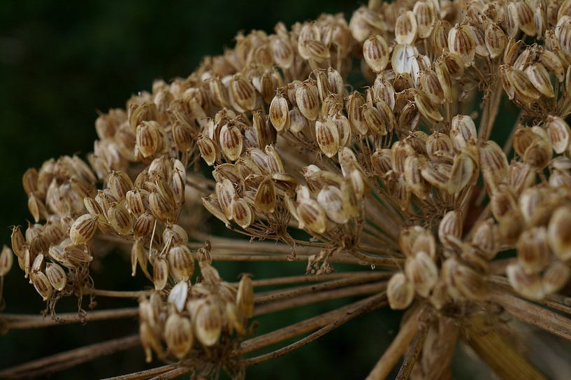 Riesenkreuzzahn von Madeltijntje