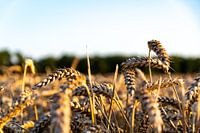 Wheat field in the evening sun